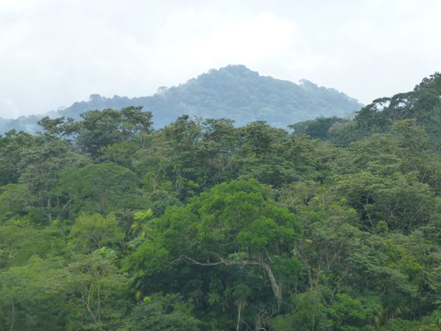 Panamanian Jungle