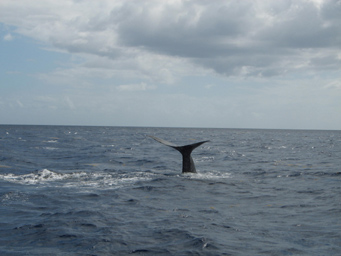Sperm Whale Tail